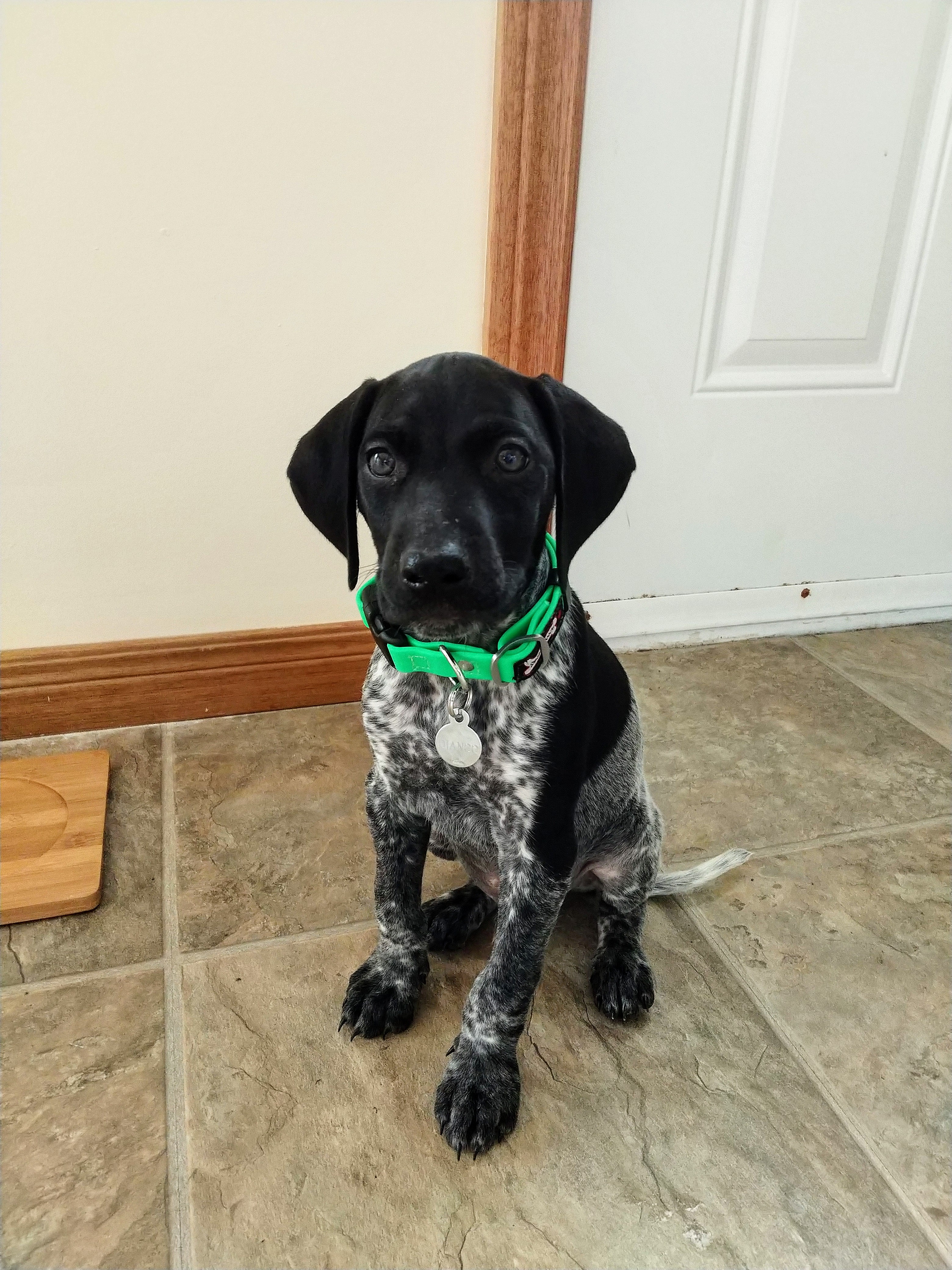 Adopting a pet and working from home