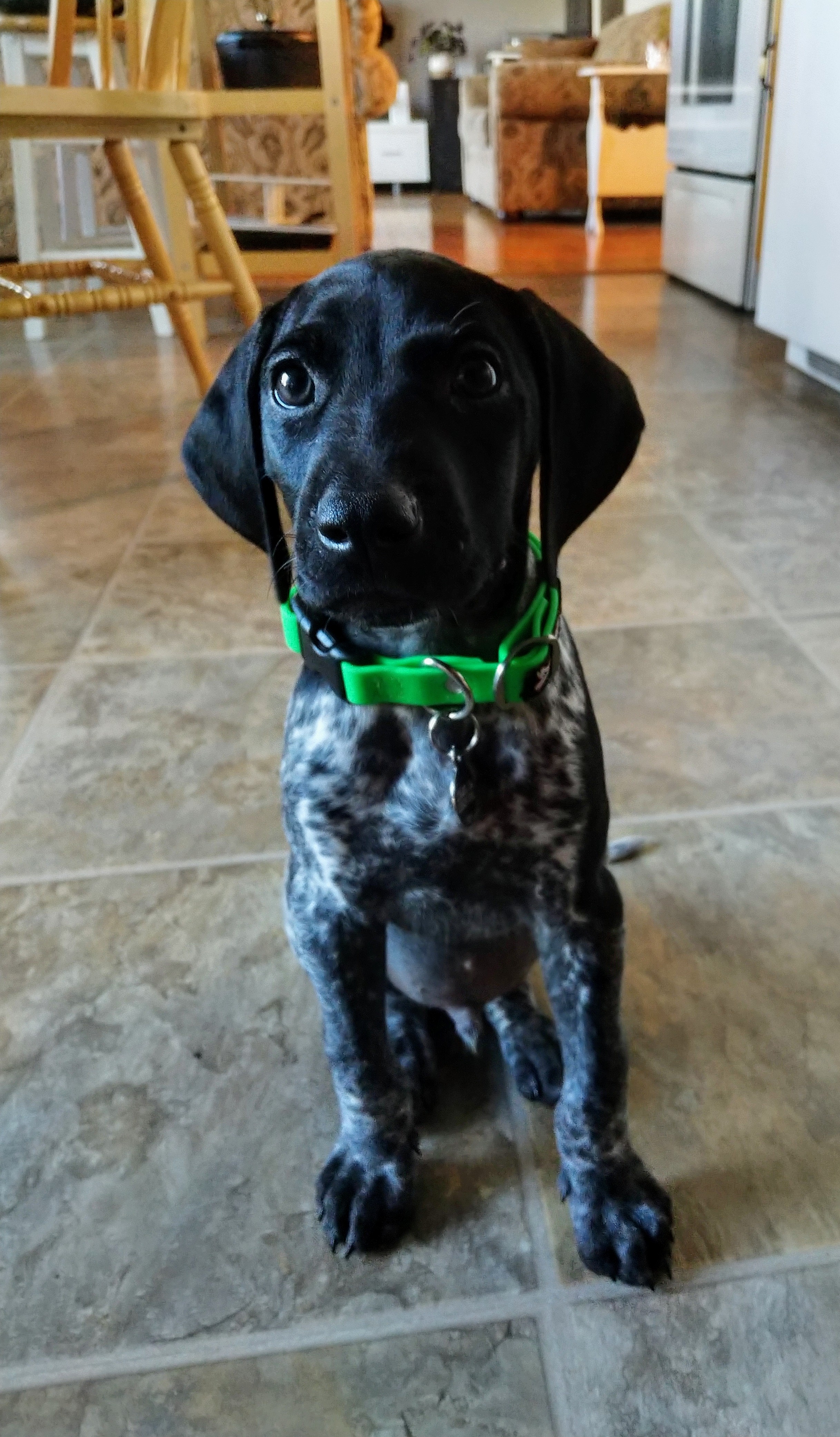 Adopting a pet can be a work distraction