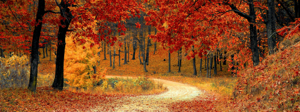 An image of forest with a winding trail through it highlighting what autumn looks like. The leaves have changed color to red and orange with some leaves now on the ground.