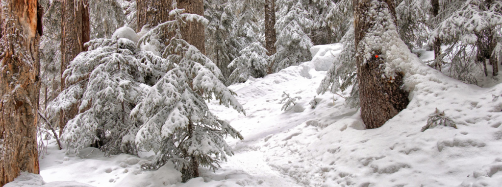 An image of forest with a winding trail through it highlighting what winter looks like. Snow covers the trees and ground.