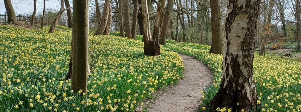 An image of forest with a winding trail through it highlighting spring. The tree leaves are starting to show and the ground is covered in daffodil flowers.