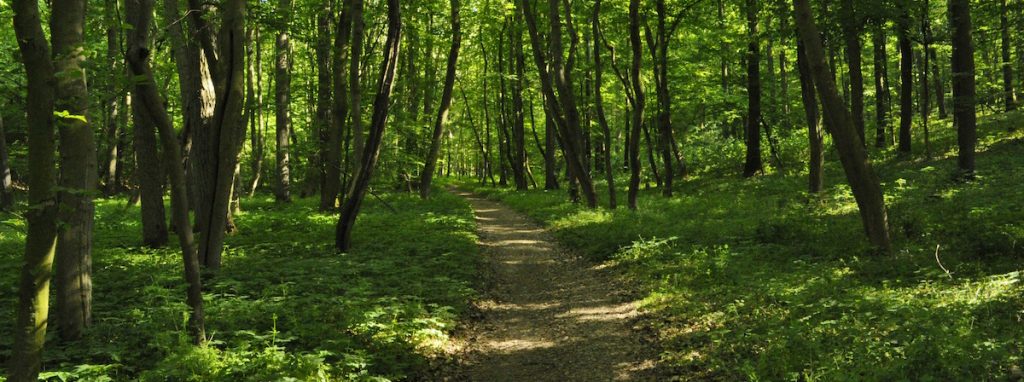 An image of a trail in the forest to symbolize summer.